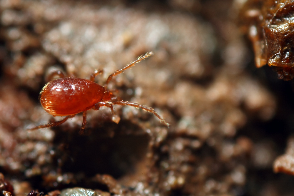 acari di grotta romagnoli: Mesostigmata - Riolo T. (RA)